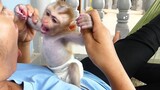 Adorable Baby monkey Maki so Happy play with Mom on Hammock After Mom Vacancy a work At noon