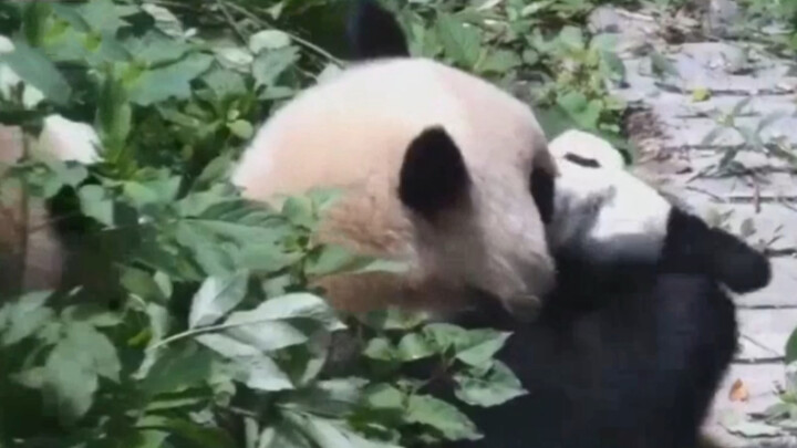 [Animals]Happy daily life of panda Mei Lan