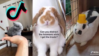 Bunnies and Rabbits being cute - Bunny side of TikTok #2