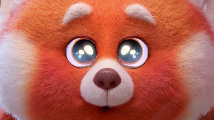 Ai mà từ chối bé gấu trúc đỏ lông mịn được chứ!! ◉‿◉ [Lưu Niên Biến Hình Ký | Mix cảnh đáng yêu cực 