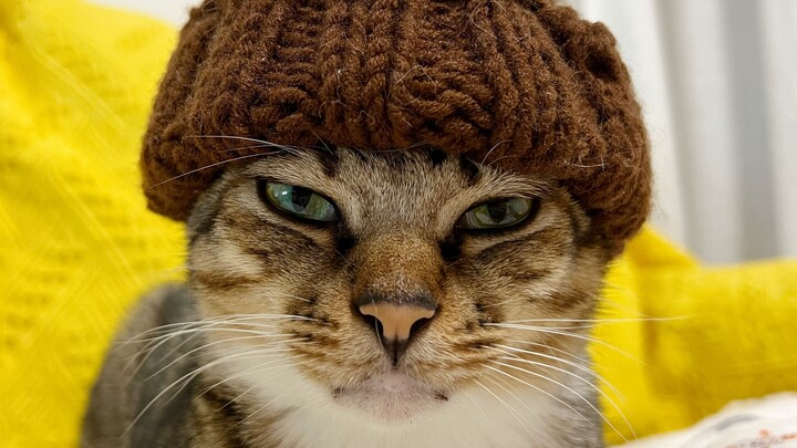 I suspect my cat is actually a human in disguise...