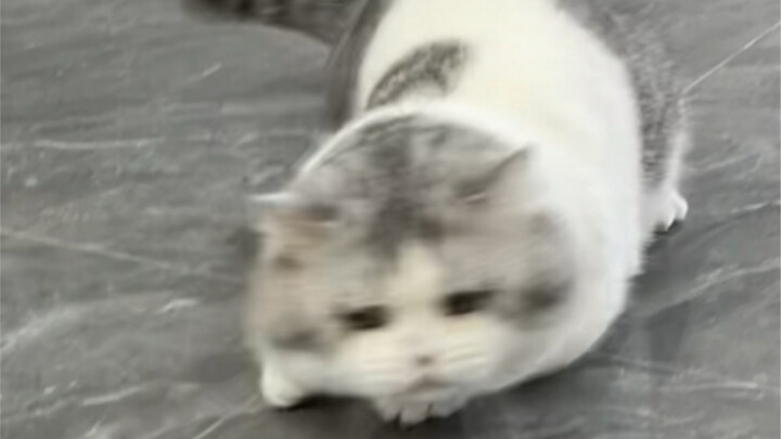 Mời mọi người xem màn múa lân đầu rồng!