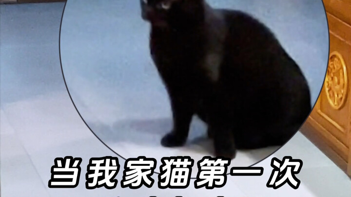 เมื่อแมวที่บ้านฉันได้ยินเสียงเด็กร้องครั้งแรก…