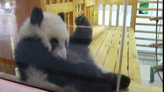 [Gấu trúc] Cho tui vào, tui sẽ cho đồng chí tất cả các bạn cùng phòng của tui