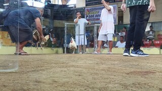 Metro Darasa Cockpit Arena 5 Cock Derby Super Big Event 1st fight W