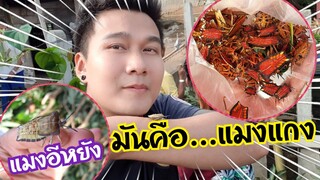 มันคือแมงอิหยัง....