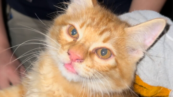 Học viện Mão Đức hành động vào ban đêm, bắt cóc Đại Diện