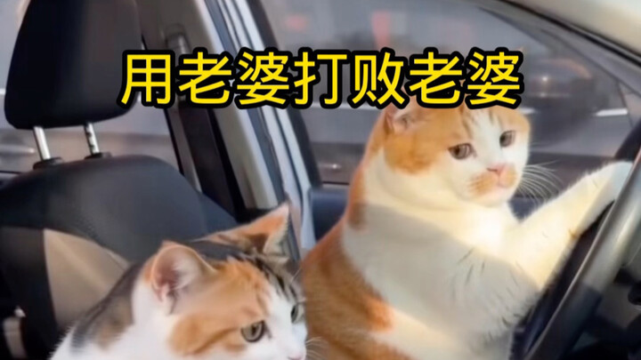 Dùng vợ đánh bại chính vợ mình