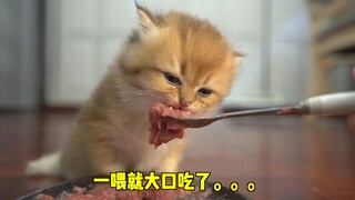 铲屎官竟然喂刚满月的奶猫吃生骨肉