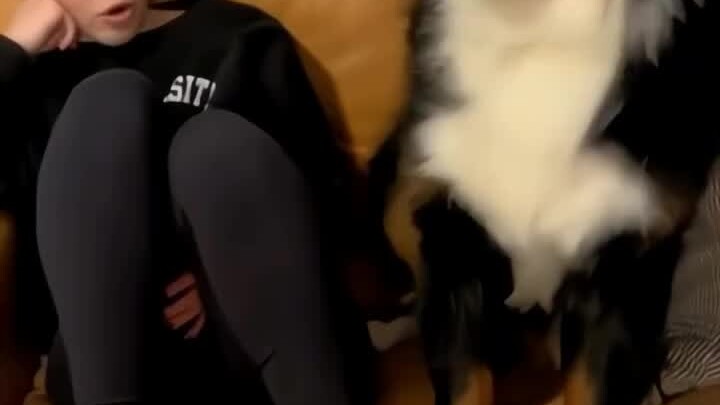 Dog: Hey, human—so you can actually talk!