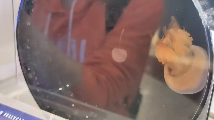 Cuối cùng cũng mở được cửa hàng sứa ở Thượng Hải!