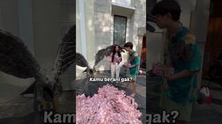 BURUNG ELANG ISI UANG!!