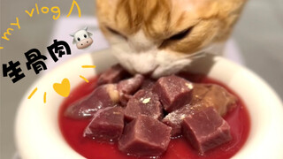 Raw meat eating livestream | The little cat's "ton ton ton" sounds are just too adorable!