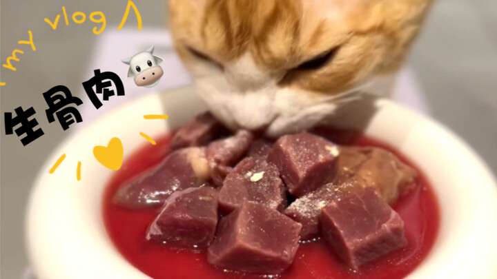 รายการกินเนื้อดิบและกระดูก｜เสียง 'ตุ่น ตุ่น ตุ่น' ของลูกแมวน่าฟังมากเลย!