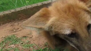 Cute maned wolf lies on the ground, whimpering softly and begging to be petted.