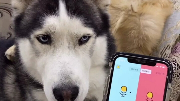 The dog translator left the Husky feeling downcast.
