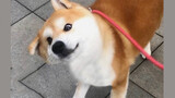 I suggest you not keep Shiba Inu as a pet