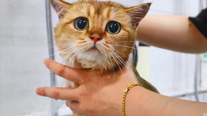 بعض القطط لا تُغسَل إلا مرة كل سنتين، وبعد الغسل يبهت لون فرائها.