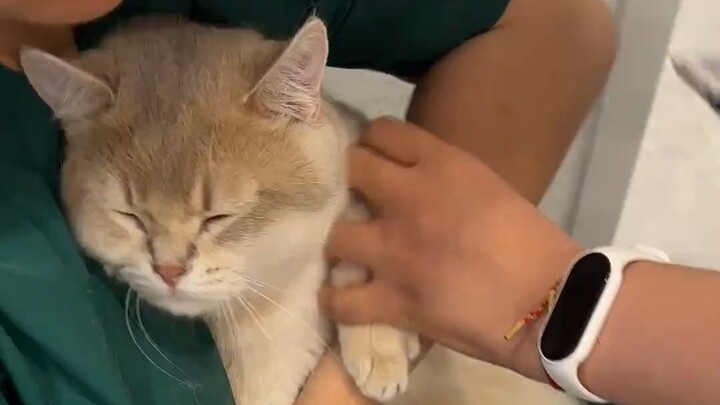 Even when getting a shot, the kitten covers its eyes.
