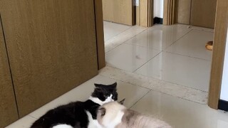 金宝 我不敢劝的架，狗帮我劝了