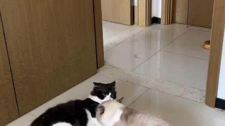 جين باو، لا أجرؤ على التدخل في هذه المشاجرة، لكن الكلب ساعدني في ذلك.