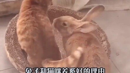 Lý do thỏ và mèo chơi thân với nhau
