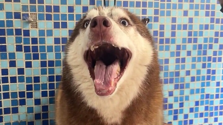 Anjing ini udah sebulan nggak mandi, waktunya direnovasi!