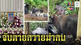 ยิงสยบ 2 ศพควายลูกอ่อนคลั่งขวิดยายดับเจ็บอื้อ คนรอดเผยนาทีแกล้งตาย|ทุบโต๊ะข่าว|18/10/64