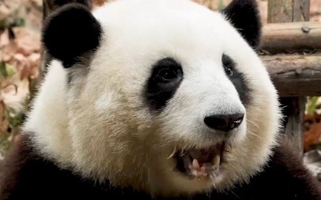 花花有多可爱？猛男见到也变夹子音。