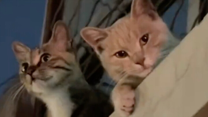 Bị mèo con làm mê mẩn, thật sự dễ thương quá!