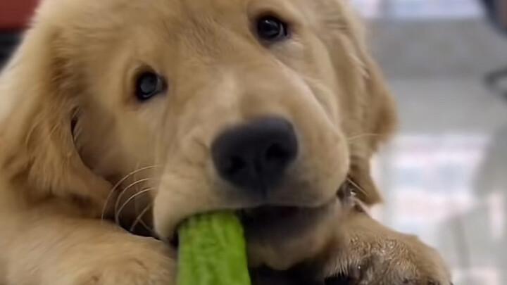Does this little chick have no sense of taste?