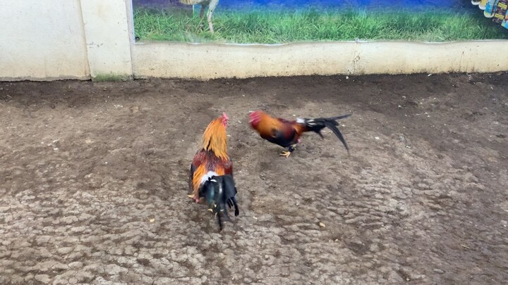 My Pure Golden Boy Sweater RED GF LINE broodstag(right side)
