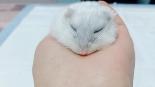 [Động vật]Nhật ký phẫu thuật khối u cho hamster