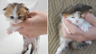 小奶猫洗澡，从三维猫洗成纸片猫了