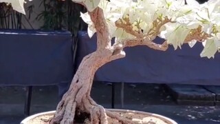 Bougainvillea Bonsai is  😍