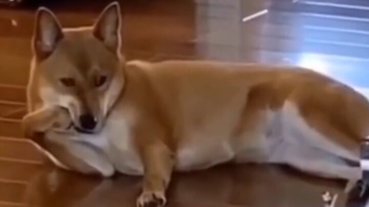 Kalau saja tidak tertangkap kamera, aku nggak bakal percaya ini beneran terjadi [Kebingungan Para He