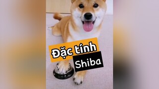 Trả lời  Tới đặc tính Shiba nha!!! Nó có suy nghĩ riêng đó nha 🤣🤣! pet thucung chó_cưng thucungdethuong thucungcute kcbweb