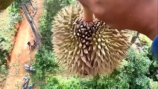 อะไรนะ? การเก็บทุเรียนอันตรายขนาดนี้เลยเหรอ!