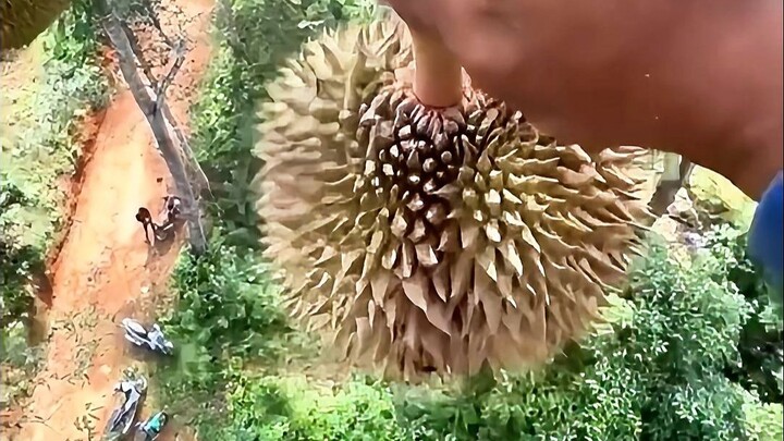 什么？摘榴莲居然这么危险!