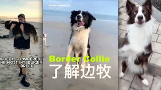 เพื่อนๆ ที่อยากเลี้ยงสุนัขพันธุ์บอร์เดอร์คอลลี่มาดูกันได้เลย! เข้าใจบอร์เดอร์คอลลี่ก็จะช่วยหลีกเลี่ย