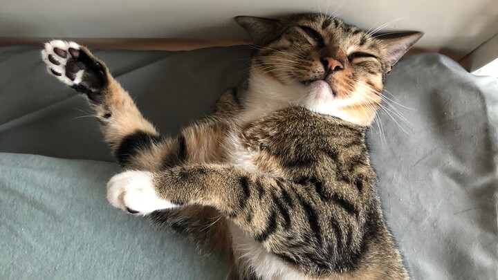 This calico cat I picked up for just 5 bucks—let’s see if it was worth it!