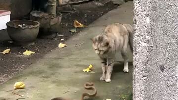 gagi cobra vs cat ang galing 😅🤭😁