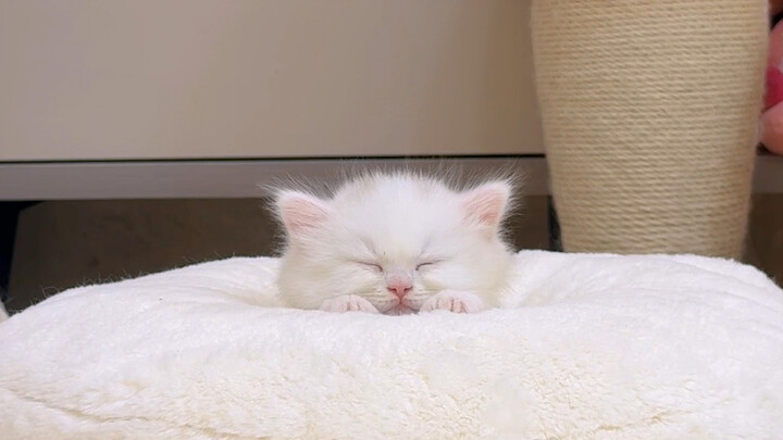 Vậy có phải đầu càng to thì càng thông minh không??