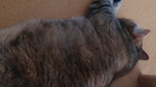 Let me show you guys my skills!