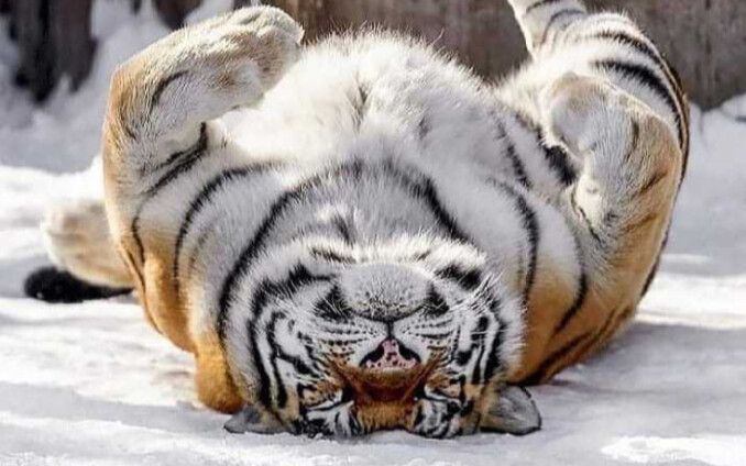 Harimau Siberia, yang banyak makan jeruk, mengucapkan selamat Tahun Baru kepada semua orang!