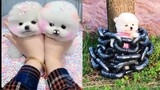 Tik Tok Chó Phốc Sóc Mini Dễ Thương |  Funny and Cute Pomeranian Videos 😍😍 #6