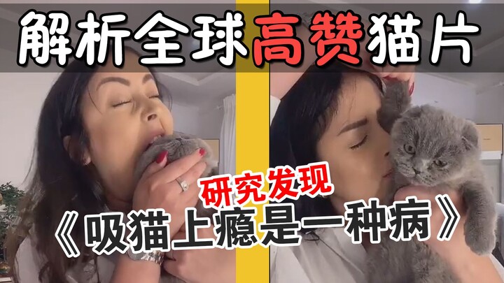 Membedah Video Kucing Paling Banyak Disukai di Dunia: Kecanduan Mengelus Kucing Benar-Benar Penyakit