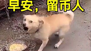 Good morning, coin holders!