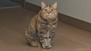 กวางตั๋งเดินมาจากระยะไกล แต่กลับไม่มีอะไรให้กินเลยสักคำ