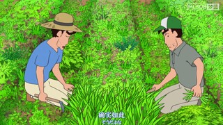 【蜡笔小新】在秋田的田地里割麦草，清新的环境和空气太棒了